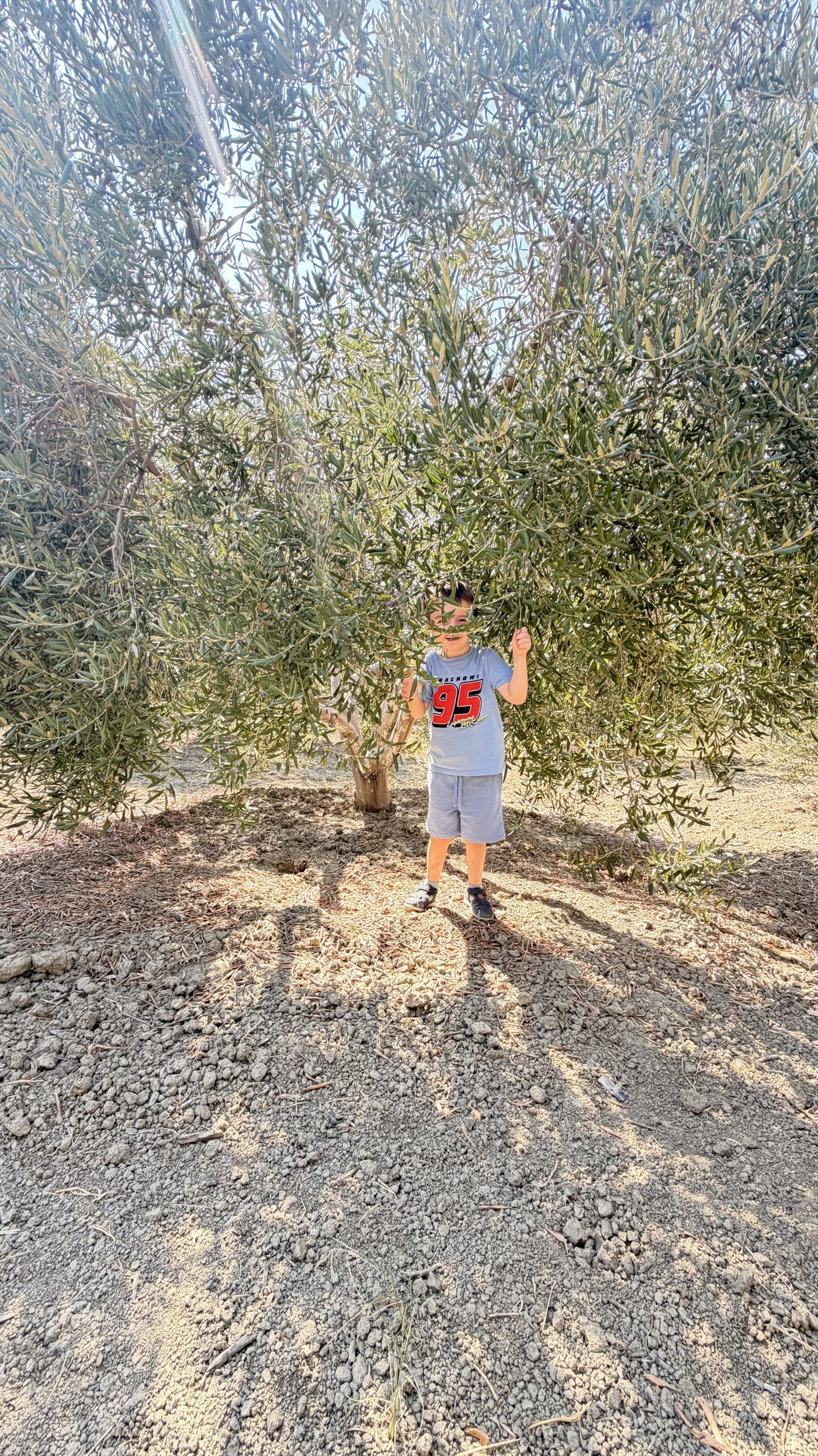 Brezi i ri nën një prej ullinjve të familjes MEÇI Olive Oil në Zharnec